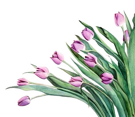 Purple Tulips Original Watercolor Esther Beler Wodrich