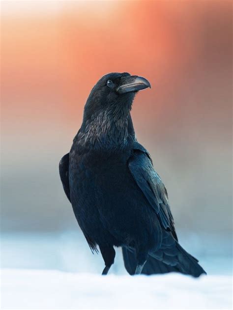 Pin By Cat Moonraven On Crows Ravens And Magpies In 2020 Raven Bird