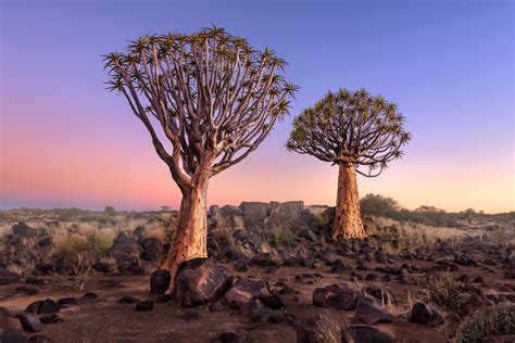 Expose Nature Quiver Trees In The Rocky Desert At Dawn Keetmanshoop