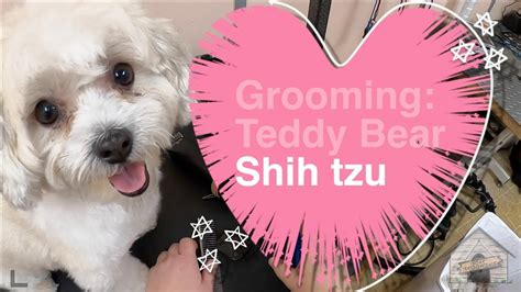 Grooming A Teddy Bear Shih Tzu Youtube