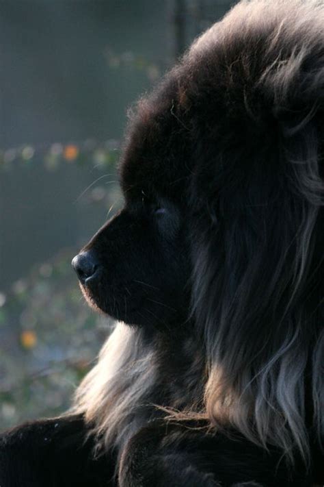 The Other Friends 1 5 Unique Dog Breeds You May Never Come Across