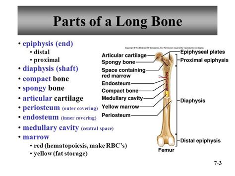 What structure in the diagram is the only place on a long bone not covered by the periosteum? Image result for parts of a long bone | Epiphyseal plate ...