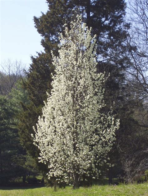 Ornamental Flowering Pear Trees - Types Of Non-Fruit Bearing Pear Trees