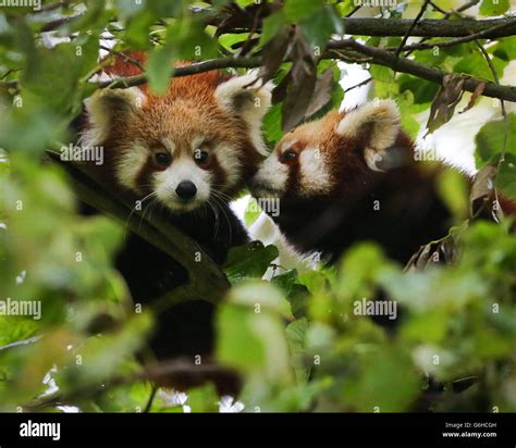 Two Female Red Panda Cubs In Their Enclosure At Port Lympne Wild Animal