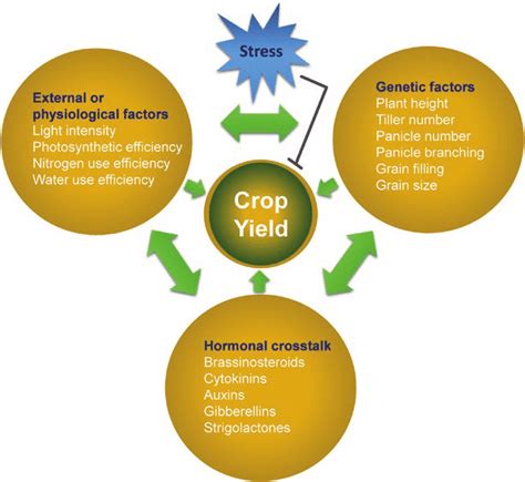 Schematic Representation Of Factors Determining Crop Yield In Rice The