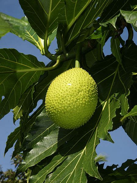 Fileartocarpus Altilis Fruit Wikimedia Commons