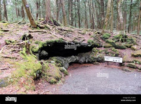 Ice Cave Entrance Aokigahara Forest Stock Photo Alamy