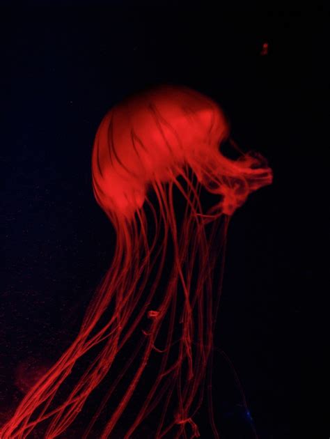 130 Best Images About Jellyfish On Pinterest Deep Sea
