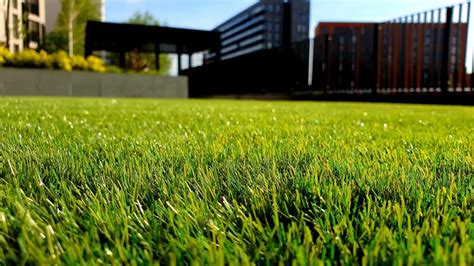 Lawn Care In Michigan Guide To Maintain A Healthy Lawn Grow Earth