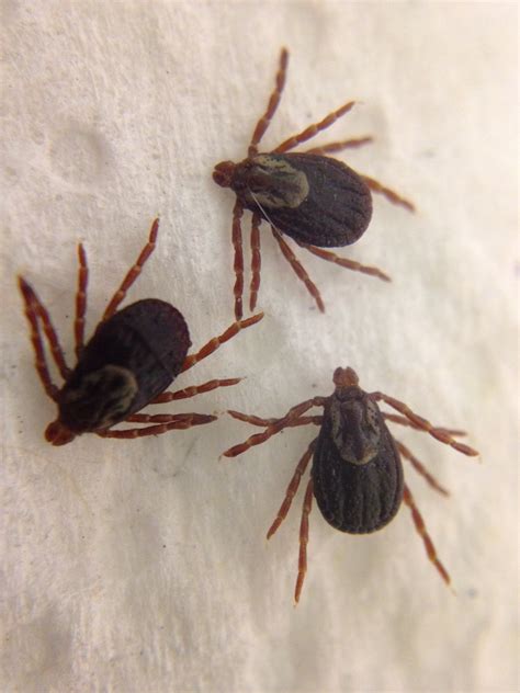 More images for how to remove an embedded tick from a human » How to Remove a Tick | Den Herder Veterinary Hospital