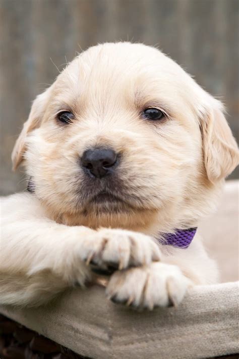 Golden Retriever Puppies 25 Cute Goldies Talk To Dogs