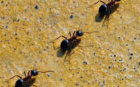 Ants make for terrible houseguests: Get Rid Of Ants | Pest Control Michigan | Pest Patrol