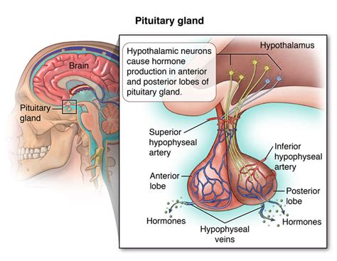 pituitary tumors brigham and women s faulkner hospital