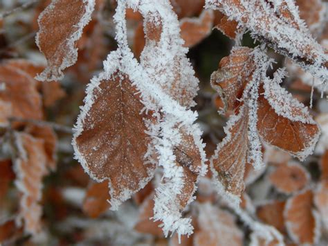 Free Images Tree Branch Snow Winter Leaf Frost Ice Autumn