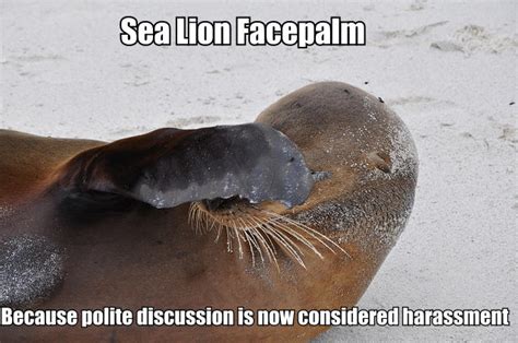 Sea Lion Facepalm Sea Lioning Know Your Meme