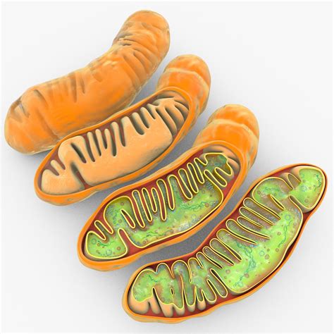 Mitochondria 3d Model 99 Fbx Obj C4d Free3d