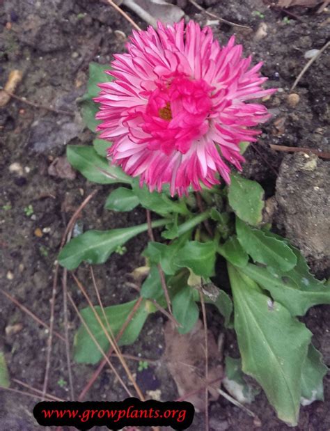 Maybe you would like to learn more about one of these? Common daisy flower | Bellis perennis, Growing sunflowers ...