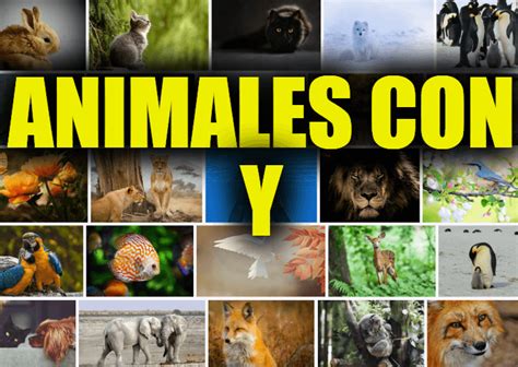 Animales Con Y Lista Y Explicaciones De Animales Que Comienzan Con La