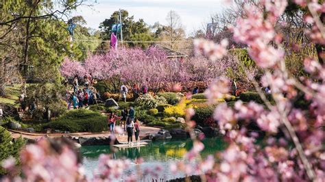 Sydney Cherry Blossom Festival 2023 Concrete Playground