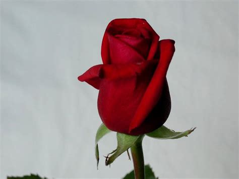Besplatna Slika Ruža Cvijet