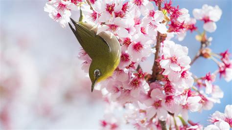 Cherry Blossoms Bird Hd Desktop Wallpaper Widescreen High Definition