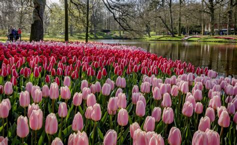 Ya Abrió Keukenhof El Parque De Tulipanes Más Espectacular De Holanda