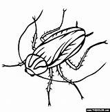 Cockroach Outline Images