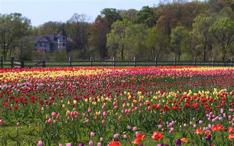 Tulips Field Flowers Wallpaper Hd Nature 4k Wallpapers Images