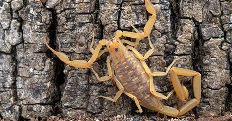 Bark Scorpion Animal Facts Centruroides Sculpturatus A Z Animals