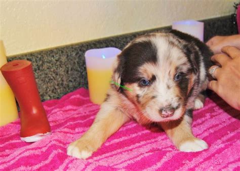 Shamrock Rose Aussies ﻿﻿﻿ Welcome To Shamrock Rose Aussies We Dont Have Any Puppies At
