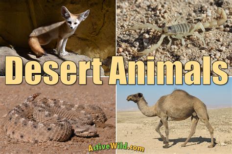 Desert Animals With Names Chart
