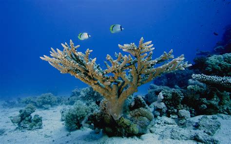 Wallpaper Animals Underwater Coral Reef Sea Life Ocean Habitat