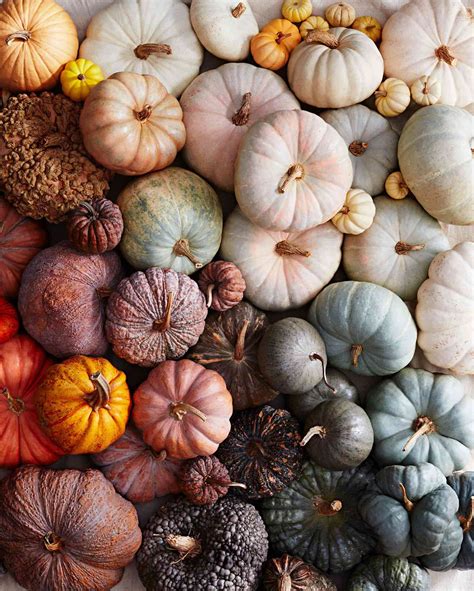A Visual Guide To Different Types Of Pumpkins Martha Stewart