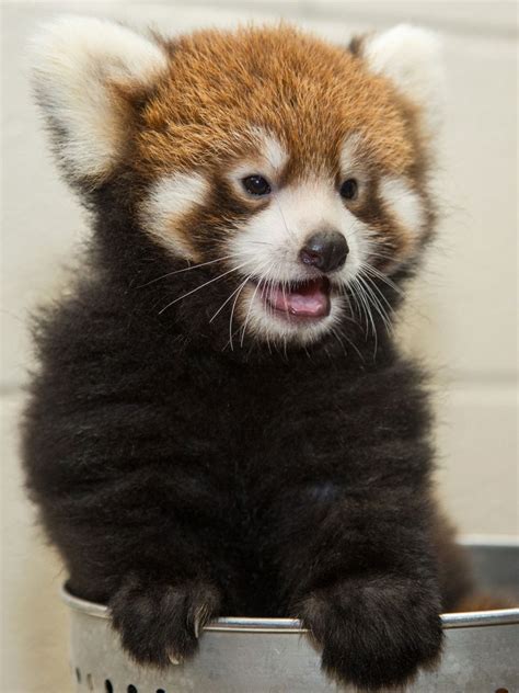 Red Panda Scary Animals Cute Funny Animals Animals And Pets Red