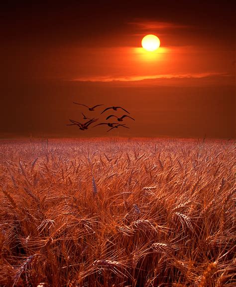 Gulls Over A Wheat Field At Sunset By Randall Nyhof Redbubble