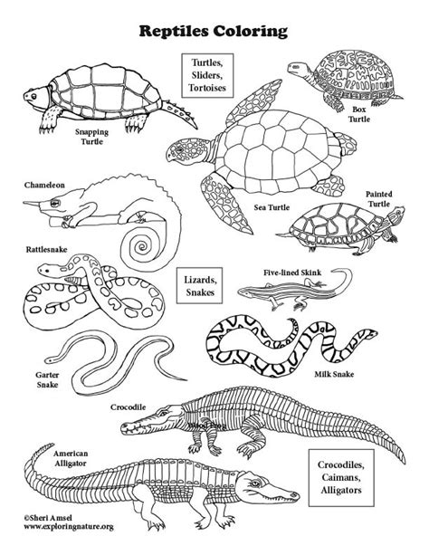 reptile coloring pages