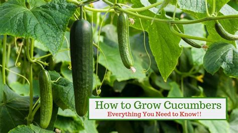 Learning How To Grow Cucumbers Is Simple And Easy To Do With Proper Sunlight And Water You Are
