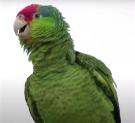 Buy Red Crowned Amazon Parrot Online For Sale Top Breeders