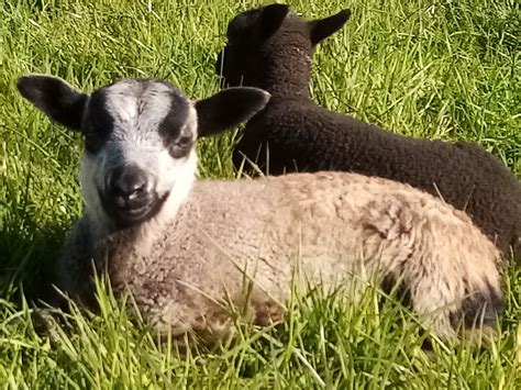 Ewes Ewe Lambs And Wethered Ram Lambs For Sale Shetland Sheep Society