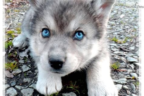 Wolf Shepherd Puppies For Sale In Ohio Marcabarcelona