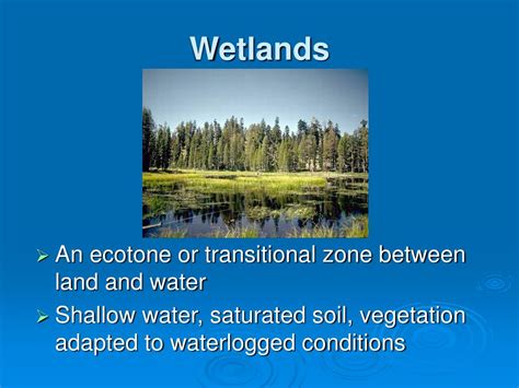 Ppt Wetlands Powerpoint Presentation Free Download Id3087106