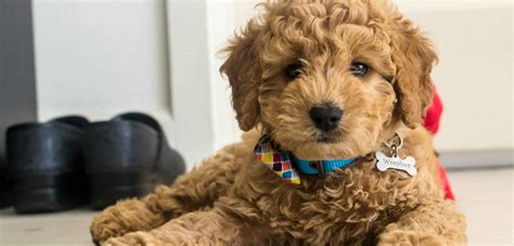 It's coat also varies a lot in look and texture. Mini Goldendoodle Breed - Country Mini Doodle Farms