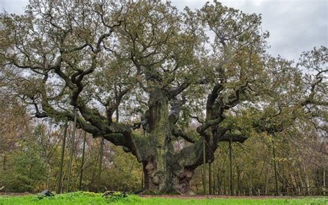 The Major Oak In Sherwood Forest Nottinghamshire Recently Voted