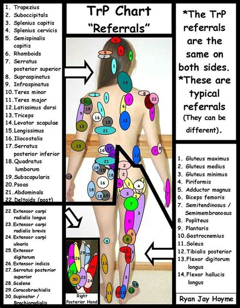 Trigger Points Massage Therapy Trigger Points Trigger Point Therapy