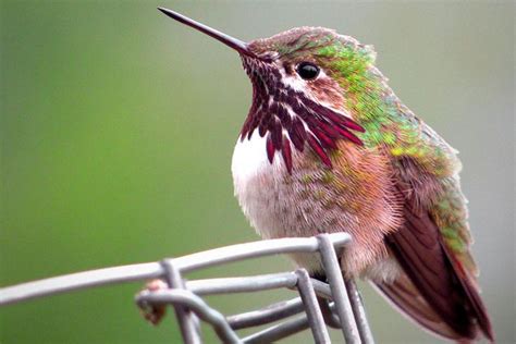 The 4 Common Hummingbirds Of Colorado Bird Feeder Hub In 2022