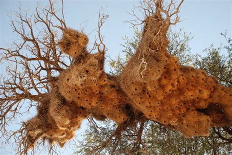 10 Totally Unusual Bird Nests From Around The World Featured Creature