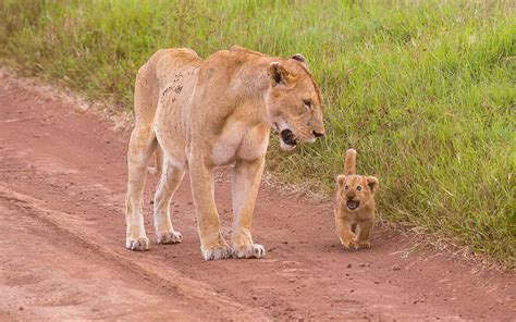 Adorable Cub Looking At The Lioness Hd Desktop Wallpaper Widescreen