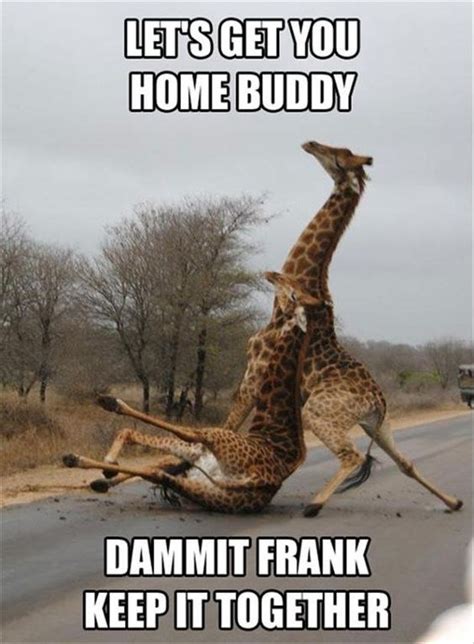 12 Funny Giraffe Memes That Will Make Your Day I Can Has Cheezburger