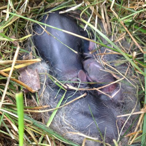 Eastern Cottontail Newborns Project Noah