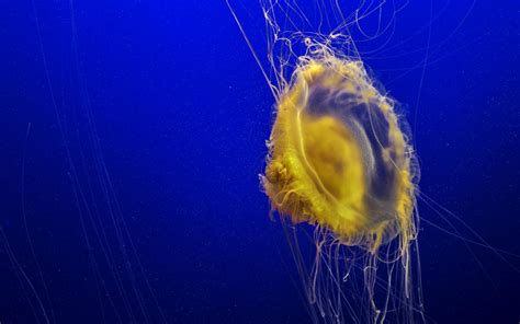 Wallpaper Jellyfish Tentacles Underwater World Ocean Sea Hd